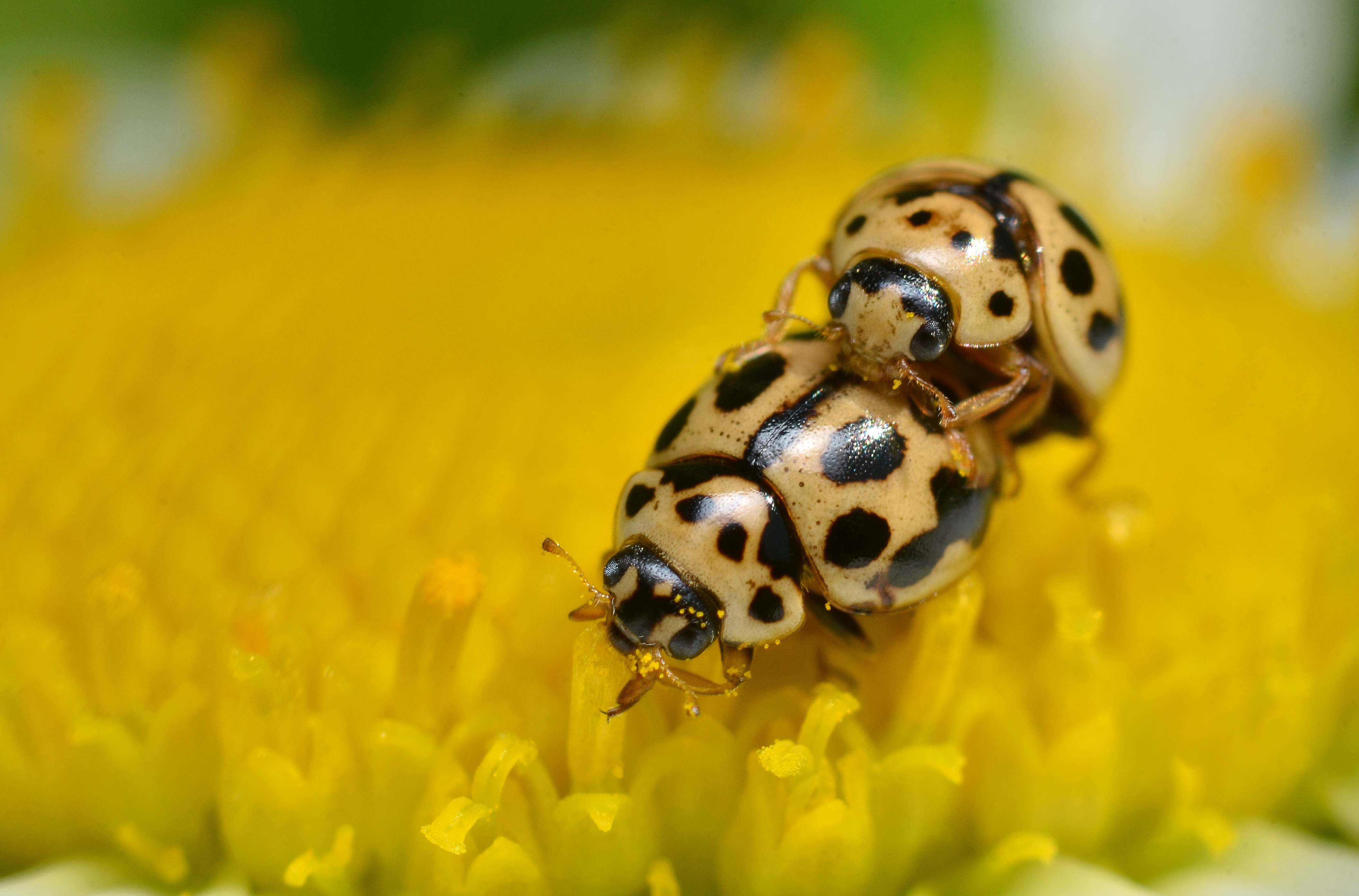 Madam keeps on eating while Mister is very busy ... (adapted) (Image by Gilles San Martin [CC BY-SA 2.0] via Flickr)