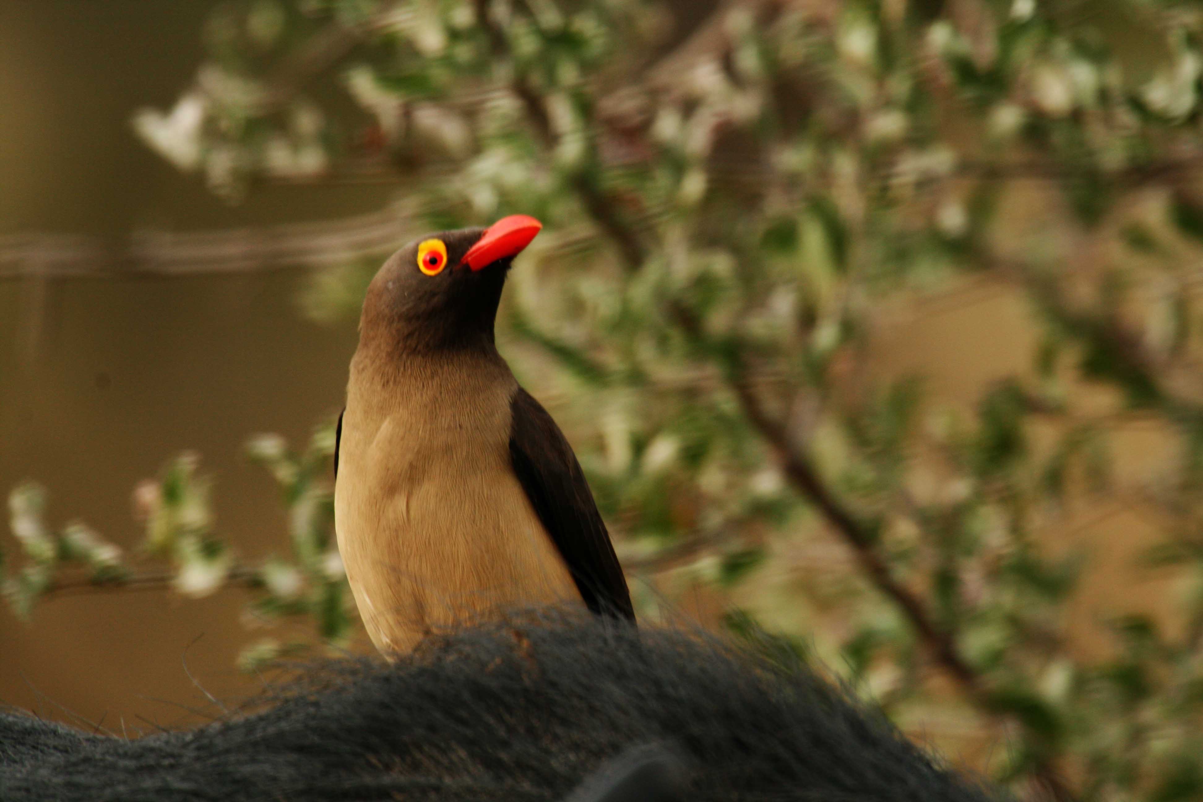Red_billed_oxpecker_close