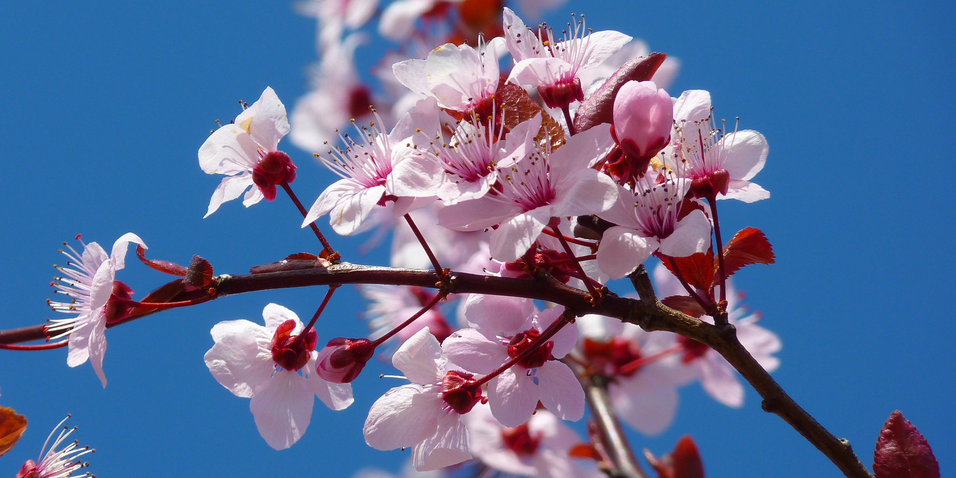 Mandelblüte (image by LoggerWiggler [CC0] via pixabay)