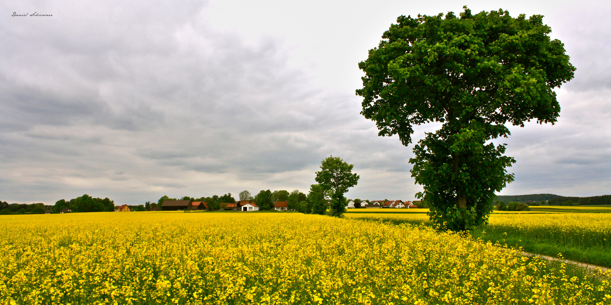 Rapsfeld (adapted) (Image by Daniel Schiersner [CC BY 2.0] via Flickr
