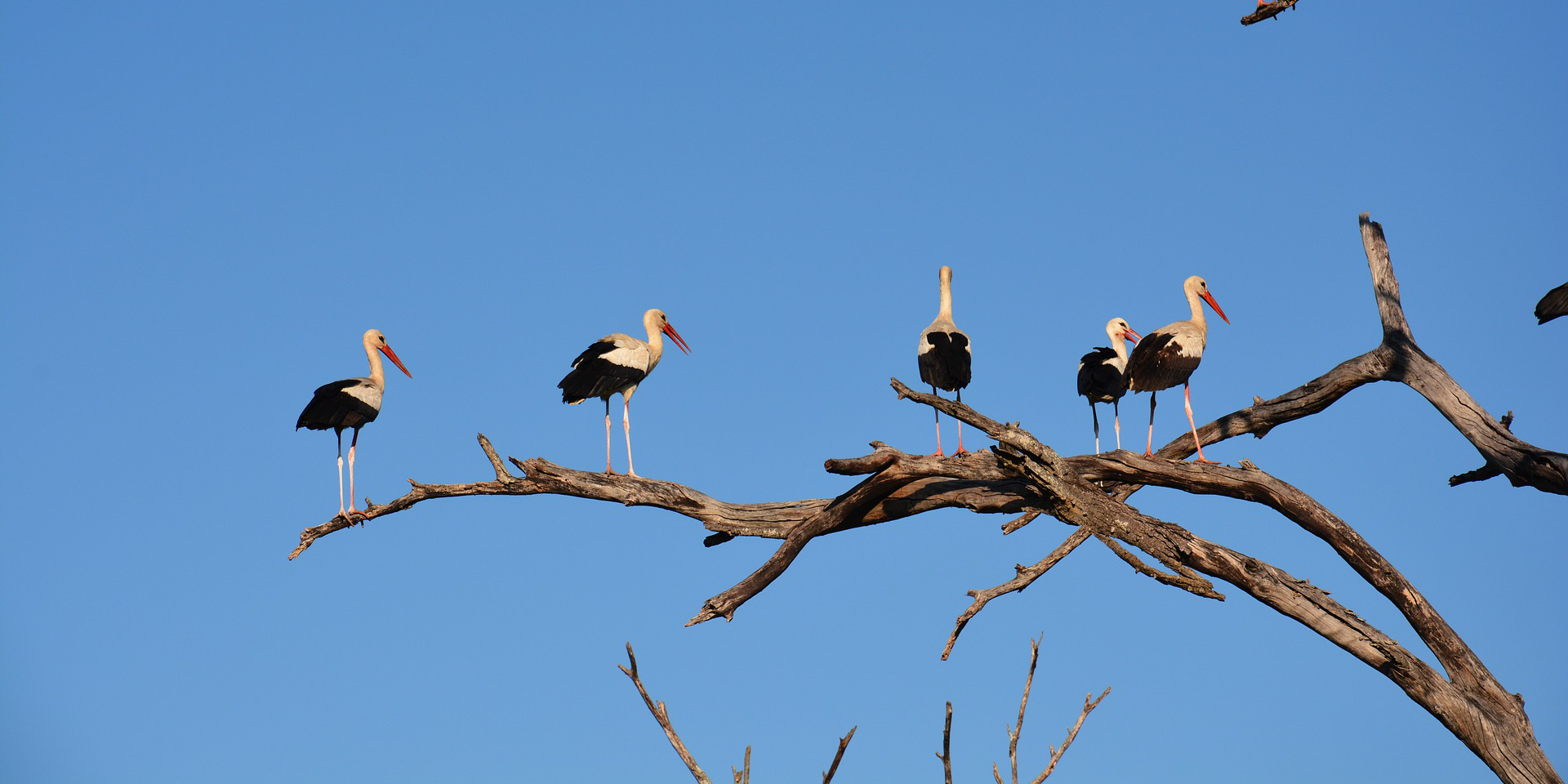 white stork (image by Patrizia08 [CC0 Public Domain] via Pixabay)2-1