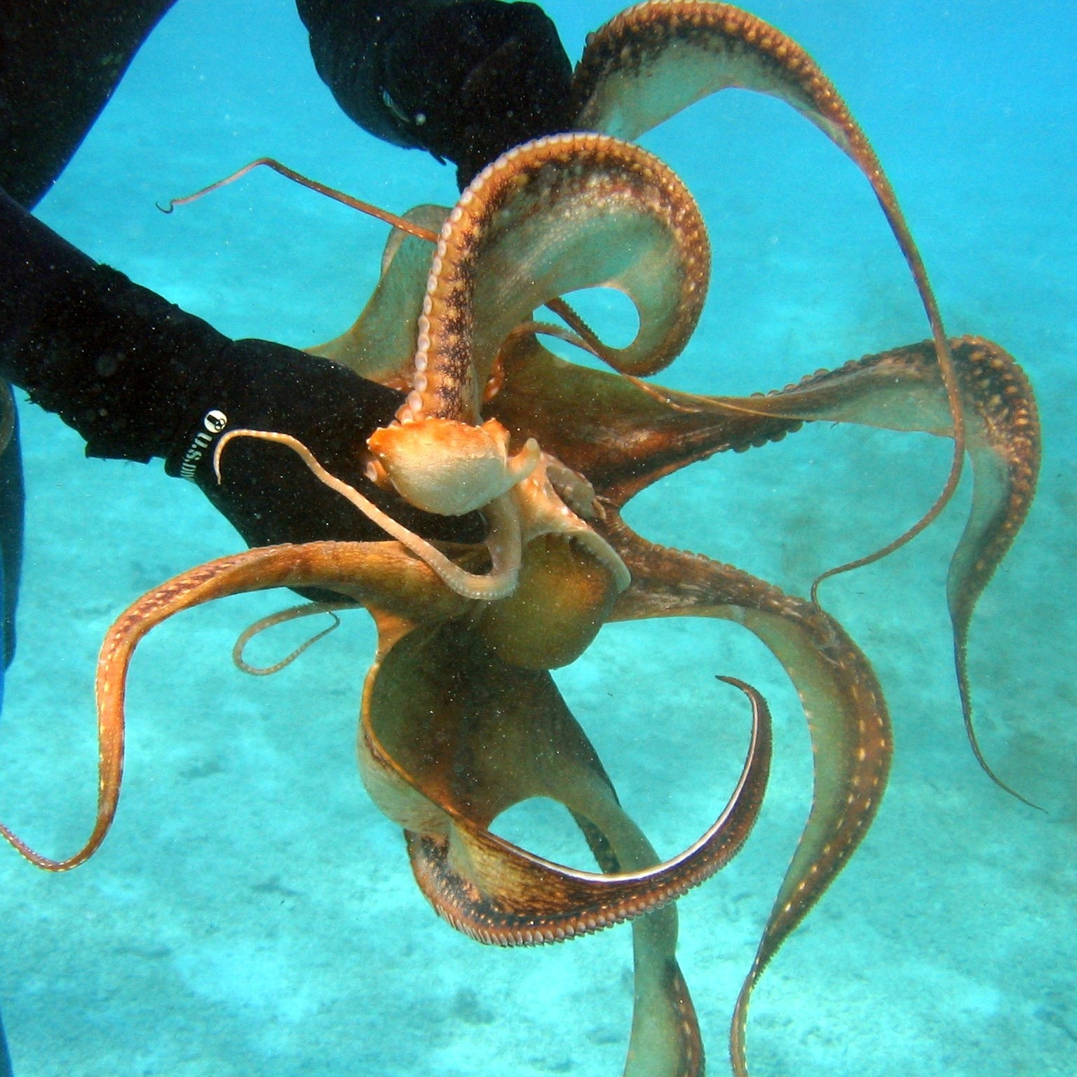 diver-79948 (Image by tpsdave [C00] via Pixabay
