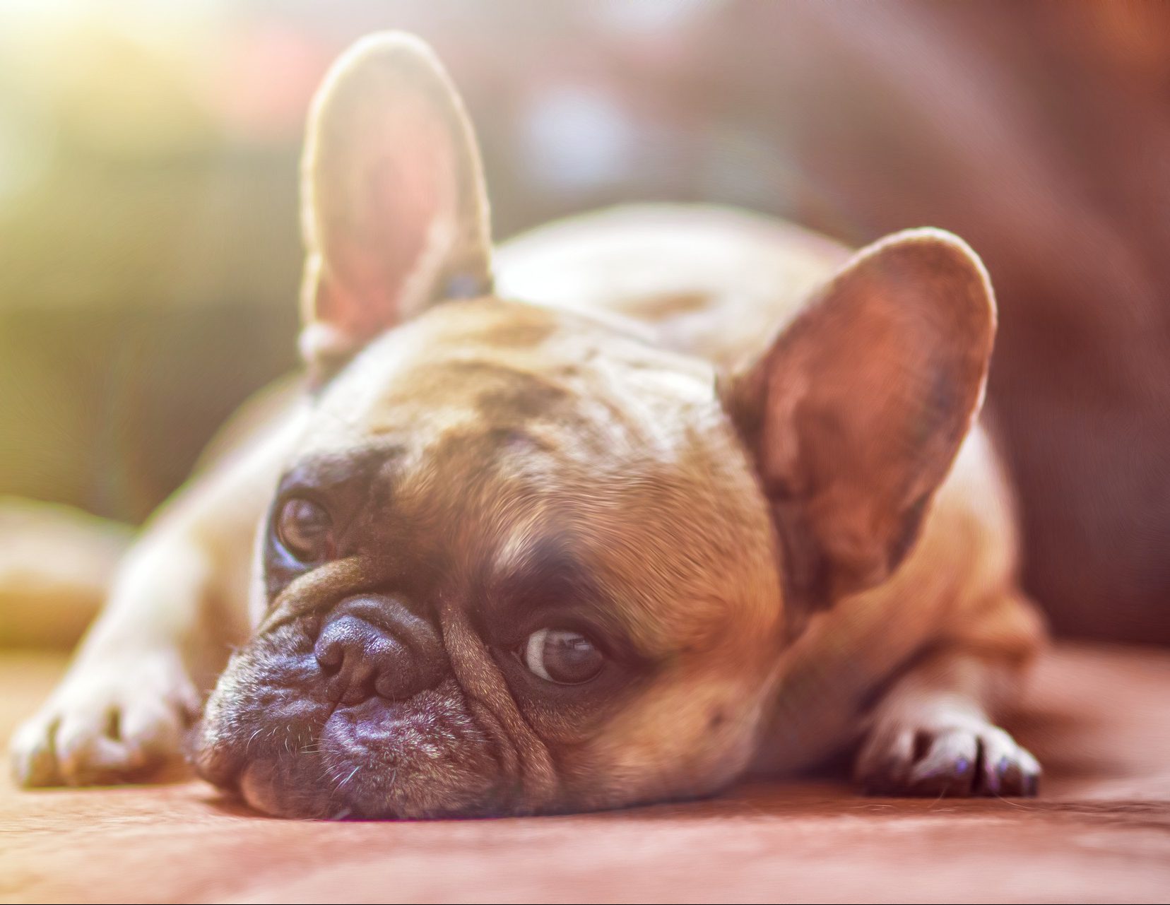 hund(image by lightstargod[CC0 Public Domain] via Pixabay)