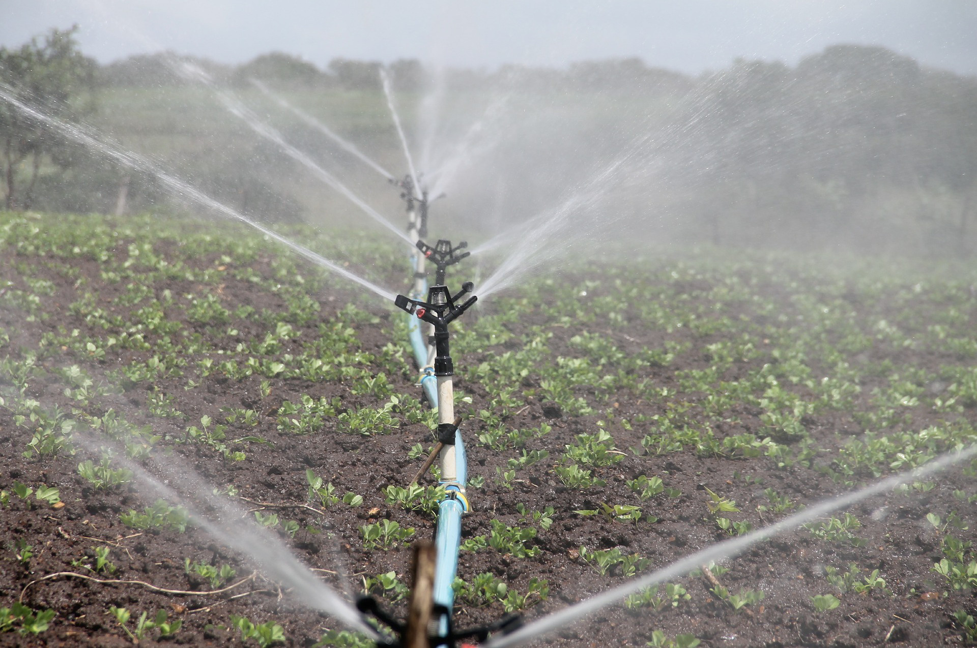 Bewässerung, Pflanzen, Sprossen, Sprössling, Wasser, Beregnung, Feld, Acker