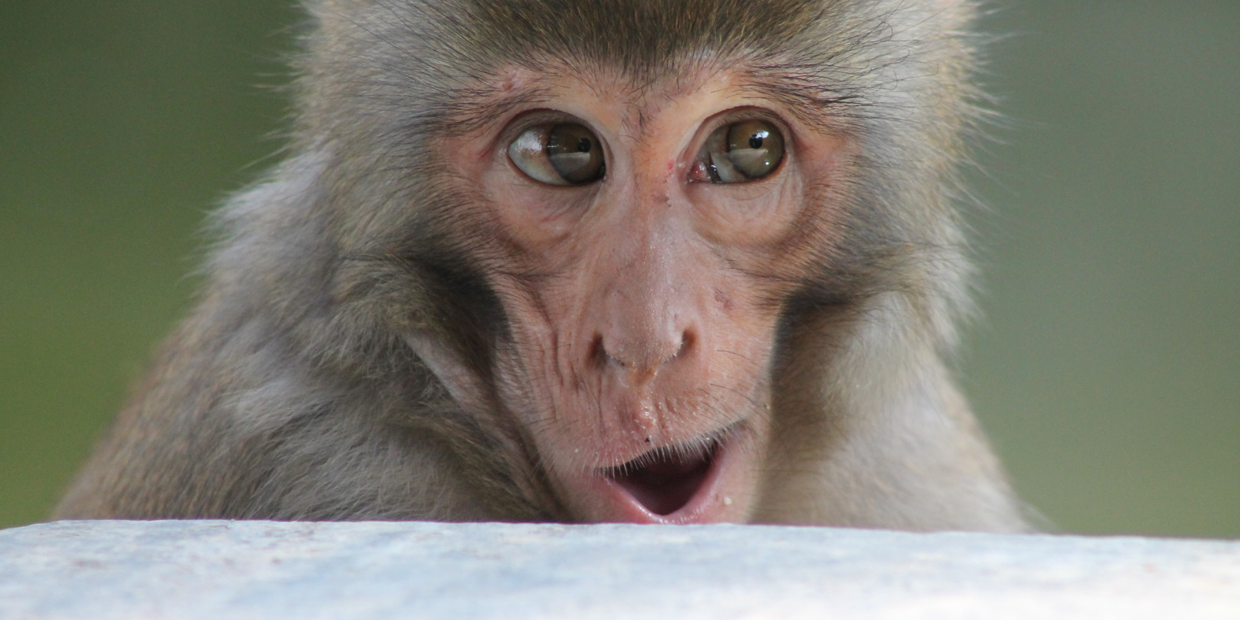 Monkey (adapted) (Image by samuelrodgers752 [CC BY 20] via flickr)