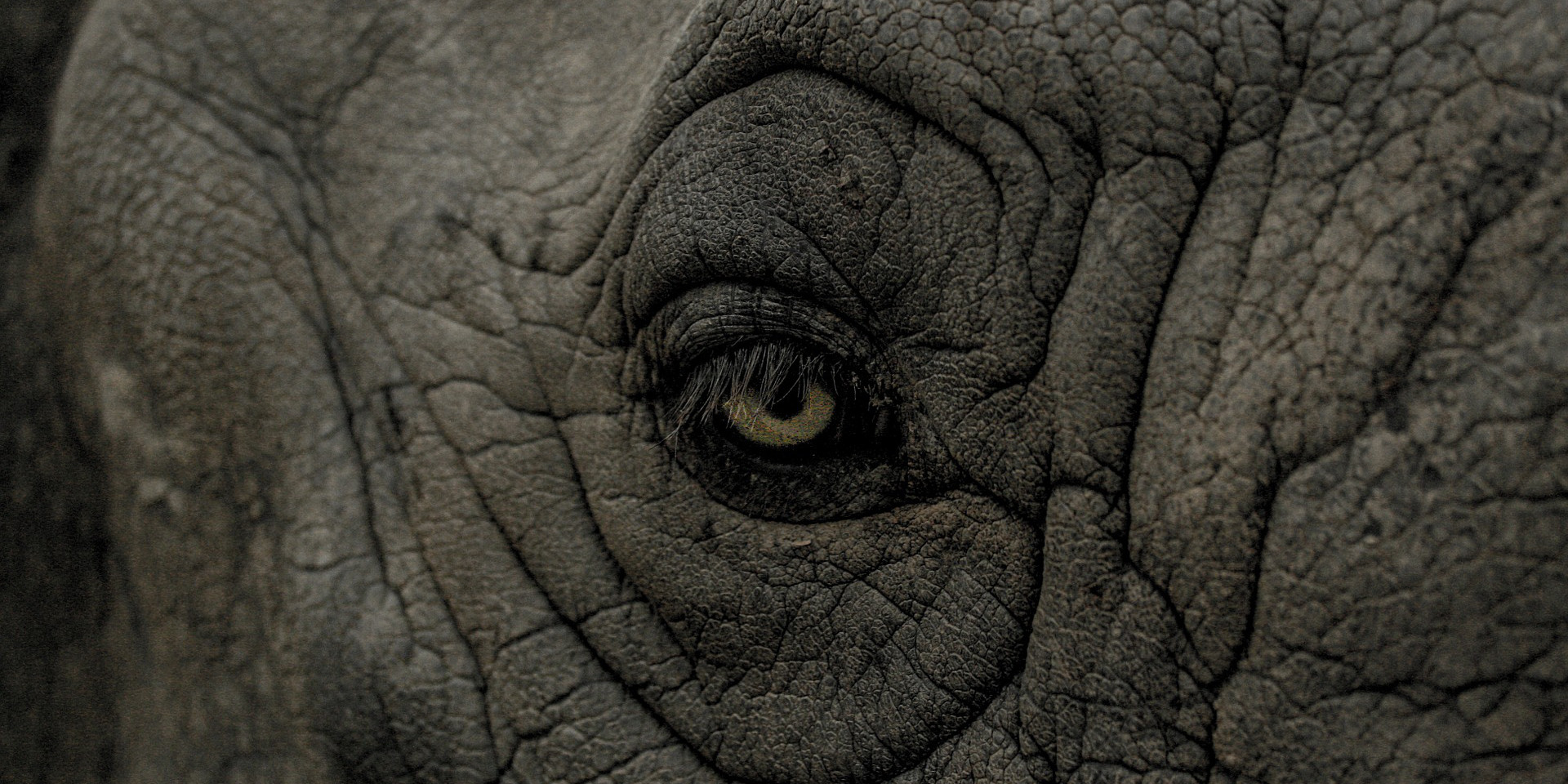 Auge (adapted) (Image by 2488716 [CC0 Public Domain] via pixabay)