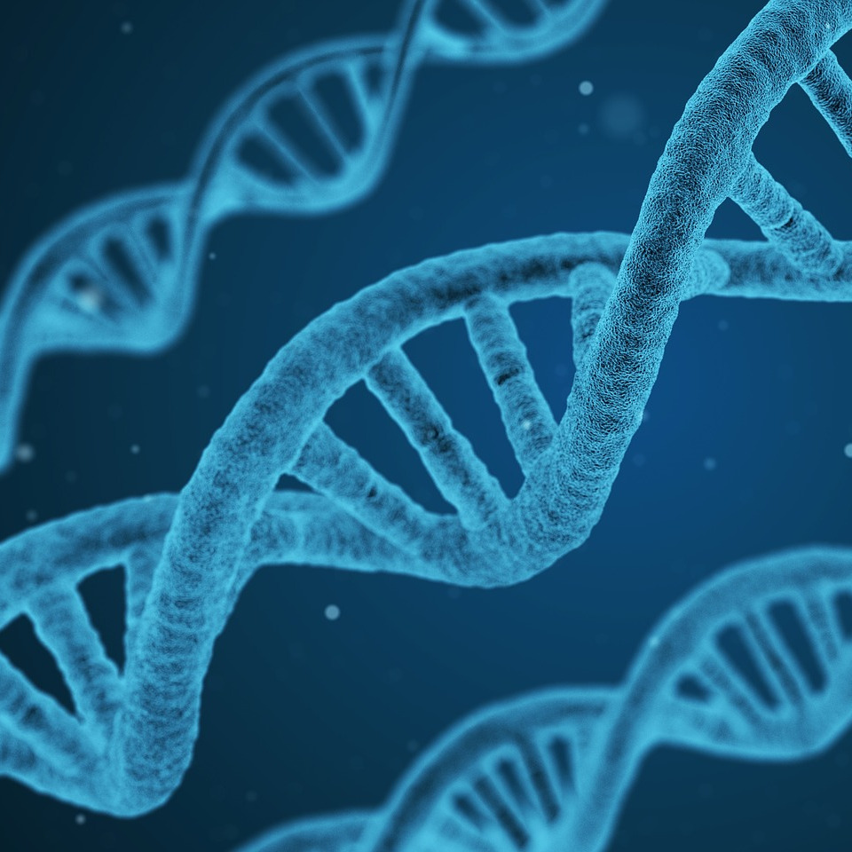 dna-1811955 (adapted) (Image by qimono) (CC0 Public Domain) via Pixabay