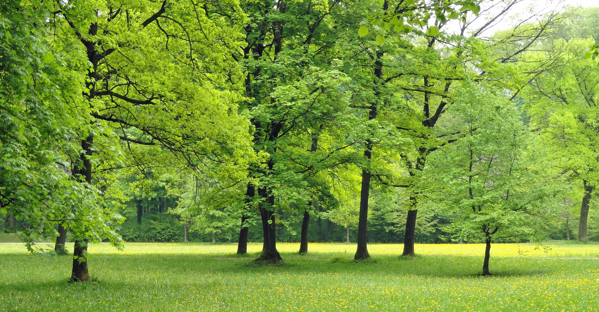 Wald(adapted)(Image by 12019 [CC0 Domain] via Pixabay)