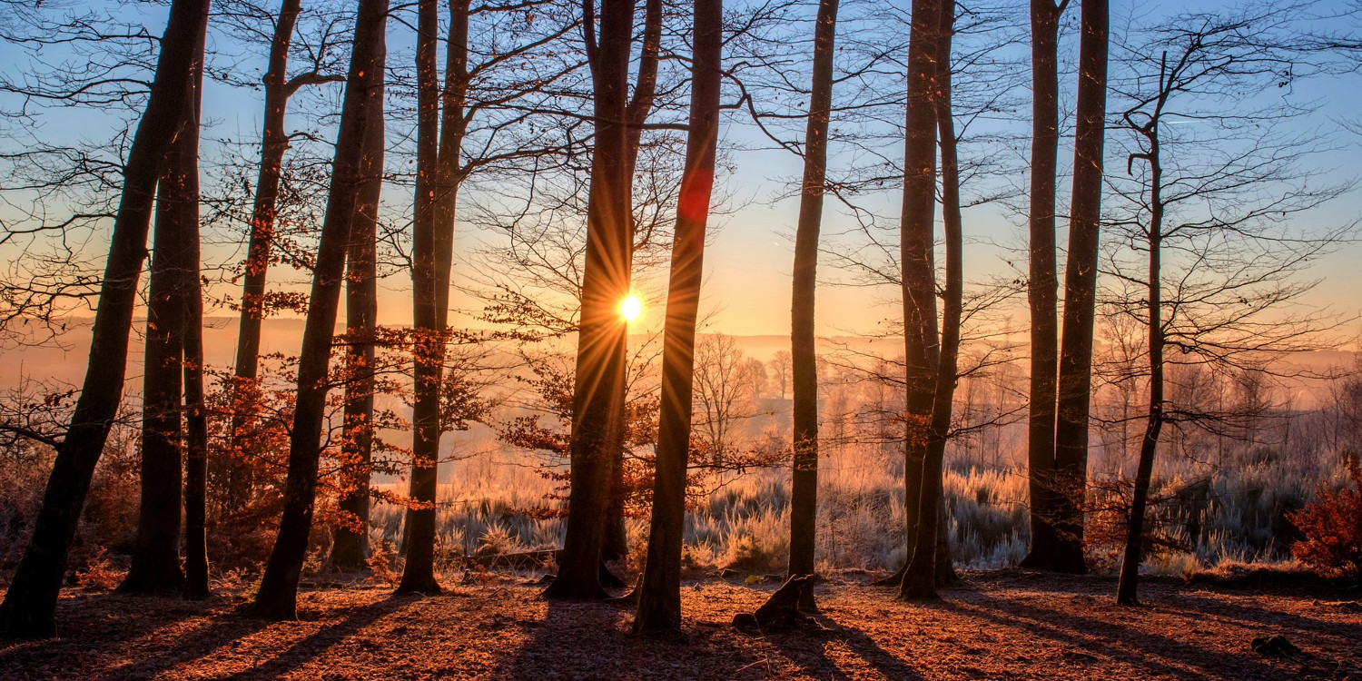Bäume(adapted) (Image by 3938030) [CC0 Puplic Domain] via Pixabay)