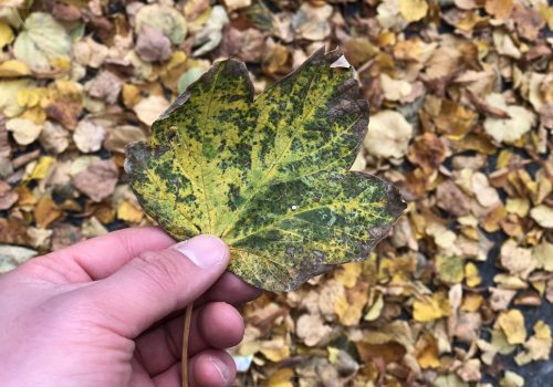 iPhone 8 Plus Kameratest