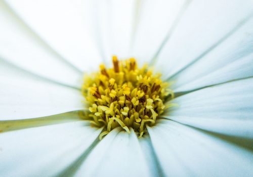 Rhinoshield-Testbild Macro