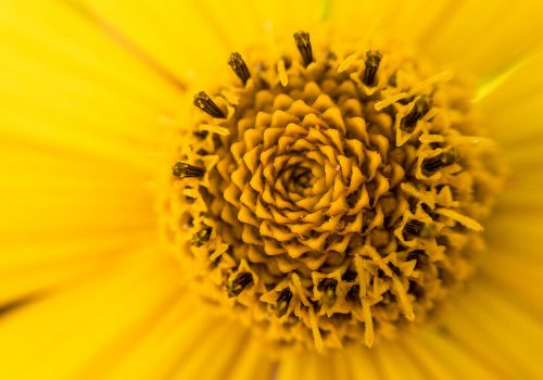 Rhinoshield-Testbild Macro