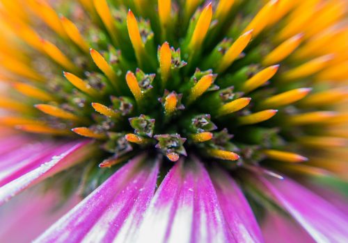 Rhinoshield-Testbild Macro