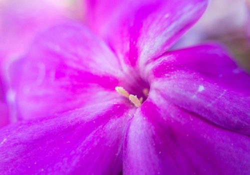 Rhinoshield-Testbild Macro