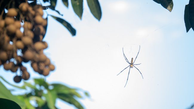 Laos Riesenradnetzspinne