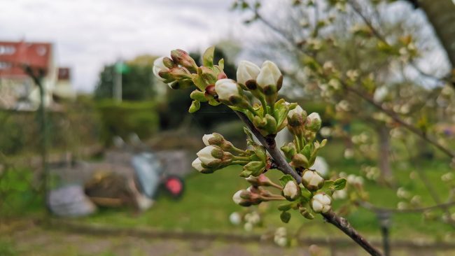 Huawei P30 Pro Testfoto - Image by Berti Kolbow-Lehradt