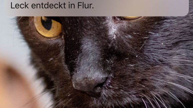 Push-Nachricht Eve Water Guard