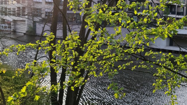 Aufnahme von Gebüsch vor Wasser mit dem Galaxy S20 Ultra 5G im Test / Bild von Moritz Stoll