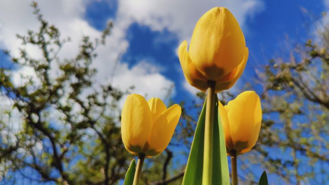 OnePlus 8 Pro Testbild Blumendetail