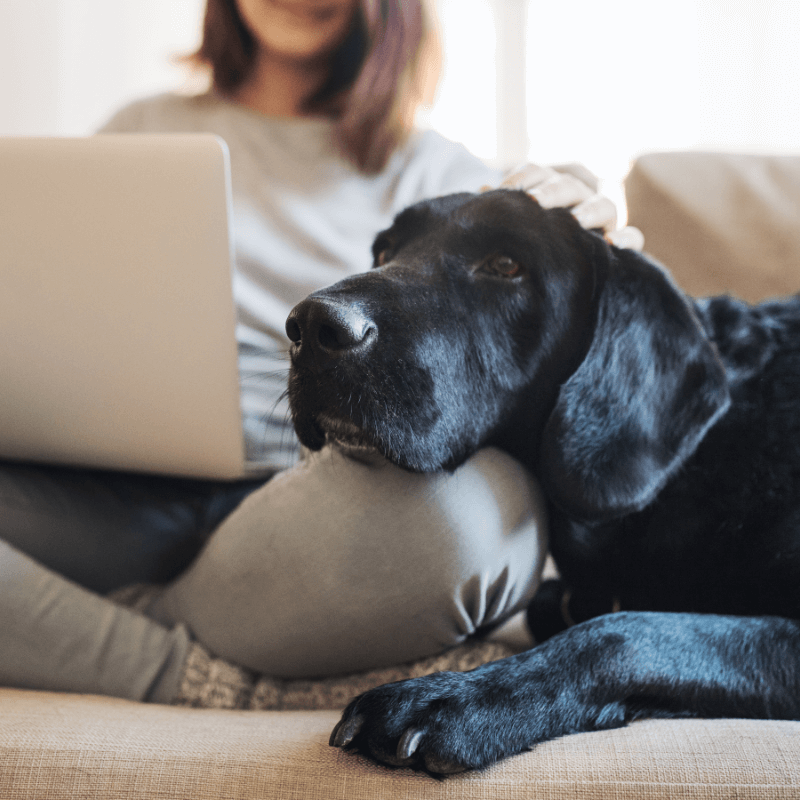 Schwarzer Hund auf Knie / Dogsharing Titelbild von Halfpoint via stock.adobe.com