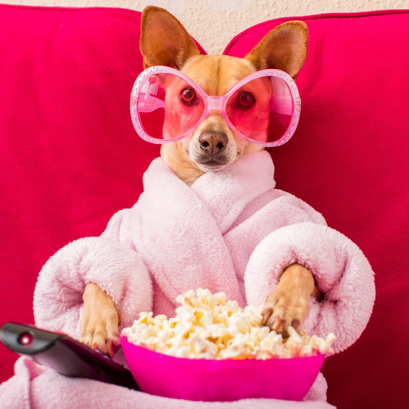 Hund in Morgenmantel und fancy Brille schaut Fernsehen mit Popcorn.
